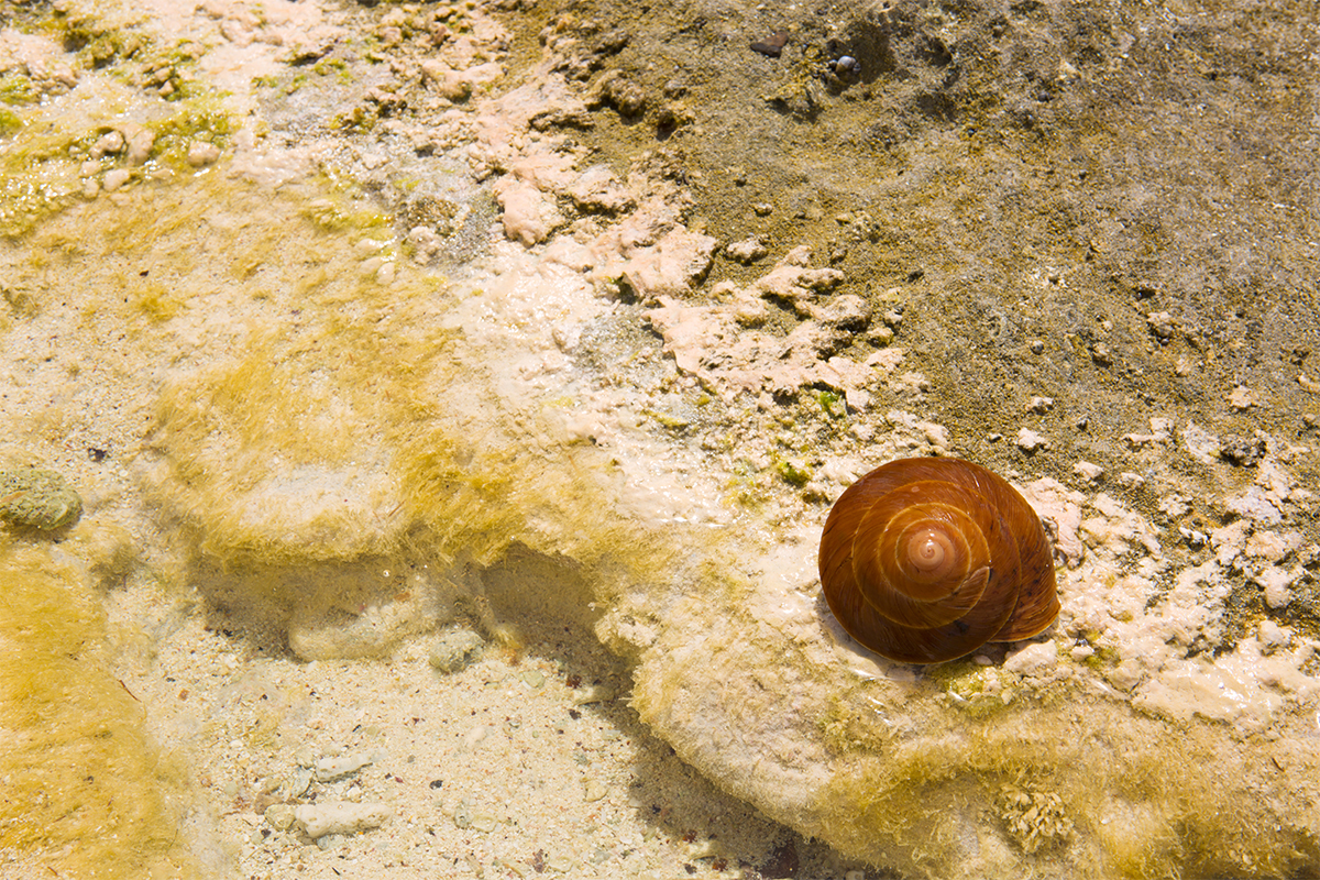 自然野境